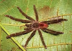 Dorosły samiec drzewoszki deszczowej