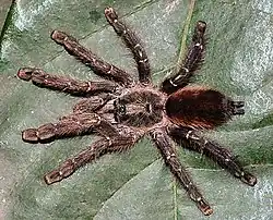 Dorosła samica drzewoszki deszczowej