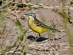 Dorosły samiec podgatunku M. f. beema