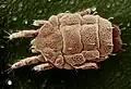 Lorryia formosa