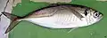 Trachurus novaezelandiae