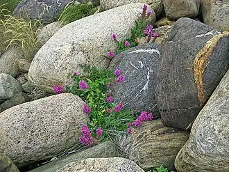 Roślinność na wyspie Herføl (2011)