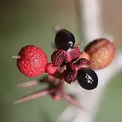 Nasiona i owoce w zbliżeniu