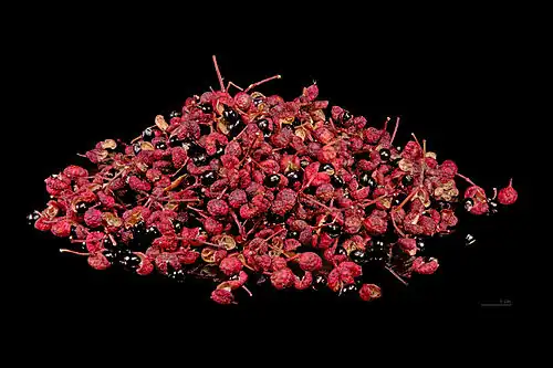 Owoce i nasiona żółtodrzewu pieprzowego