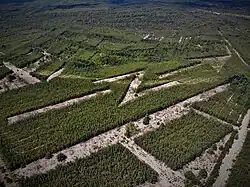 Znak I - lasy Bukowno