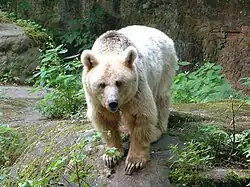 Niedźwiedź syryjski