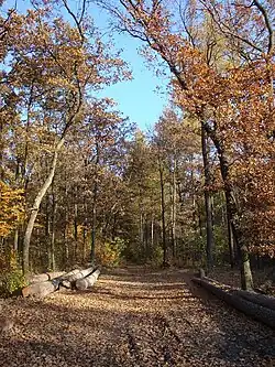 Droga w kierunku wschodnim z leśniczówki