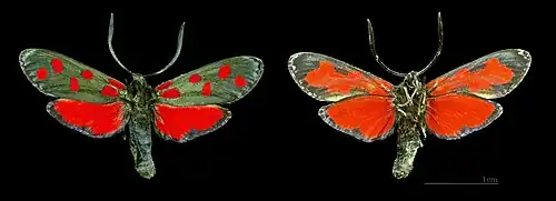 Widok z wierzchu i od spodu