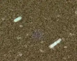 Dwie komórki bakterii Laseczki wąglika z widocznymi otoczkami w formie białych przejaśnień wokół komórek na tle barwnika