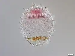 Placocysta jurassica